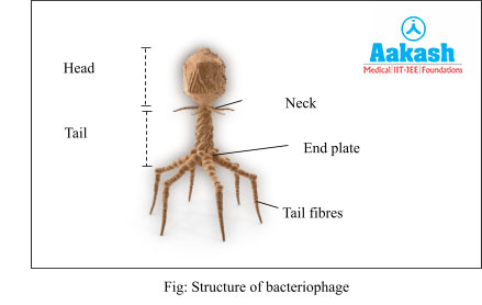 Structure of bacteriophage