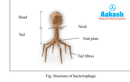 Structure of Bacteriophage