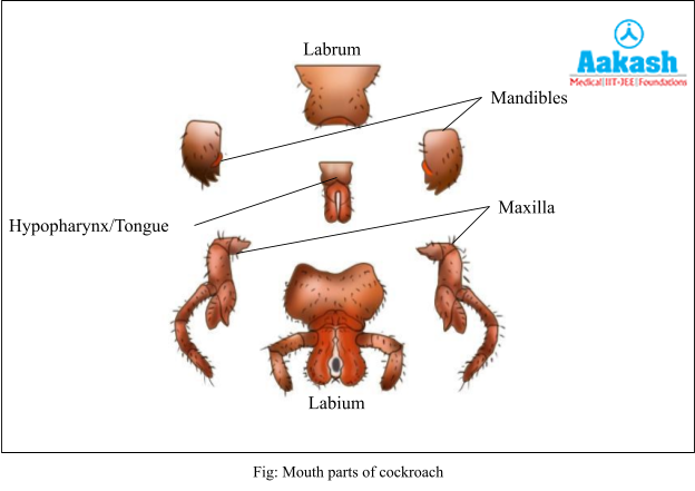 mouth parts of cockroach