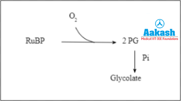 Formation of glycolate in chloroplast