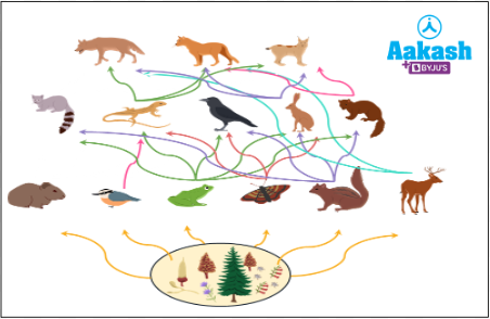 Fig: Frog as part of food webs