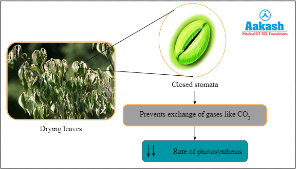 Effect of closing of stomata on photosynthesis