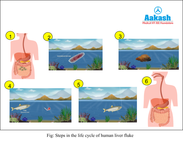 steps in the life cycle of human live fluke