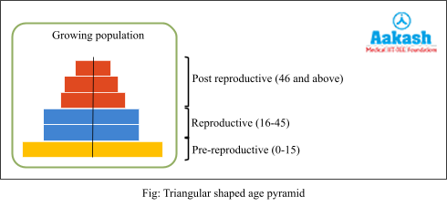 Triangular shaped age pyramids