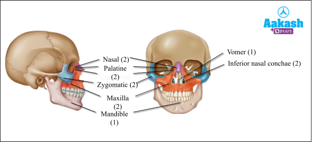 Facial bones