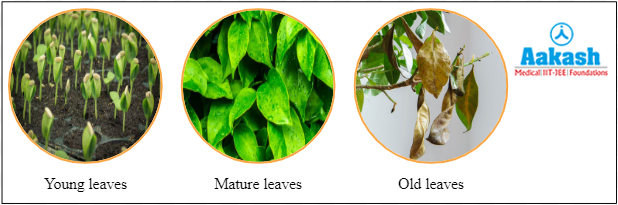  Leaves with different ages