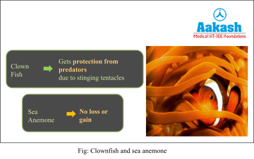 cloenfish and sea enmone