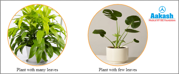 Plant with more leaves and less leaves