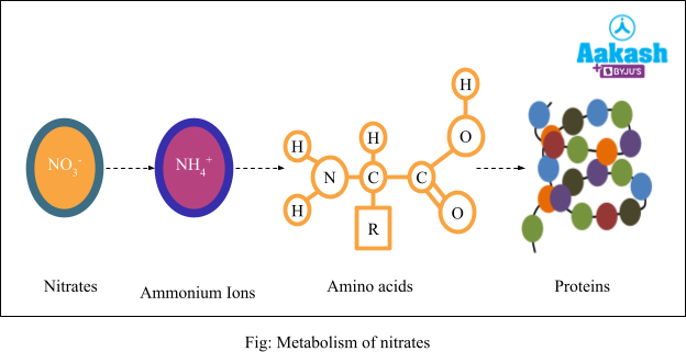 Metabolism of nitrates