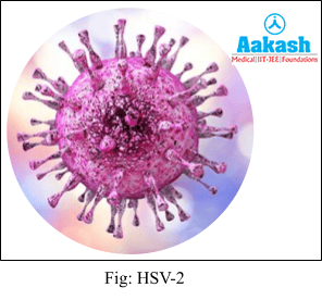HSV-2