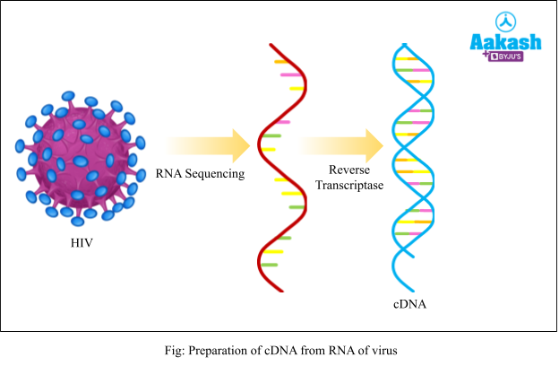 Preparation of cDNA from RNA of virus