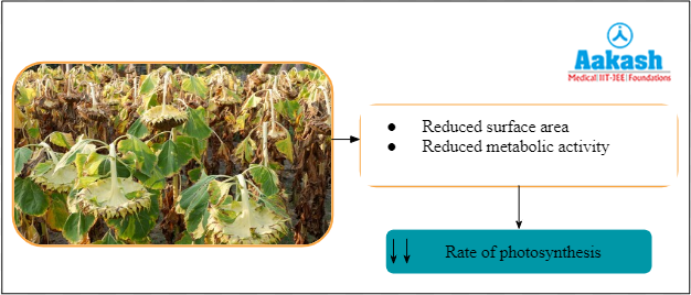Wilting of leaves and its effect on photosynthesis