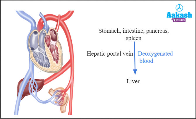 Fig: Hepatic portal system