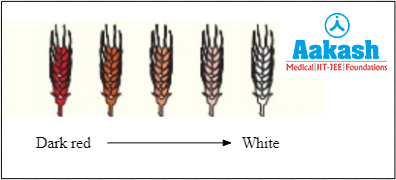 Kernel colour in the wheat