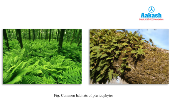 Common habitats of pteridophytes