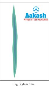 xylem fiber