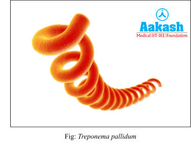 Treponema Pallidum