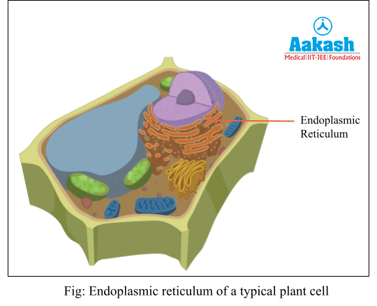 Endoplasmic reticulum