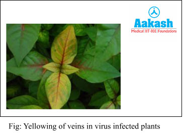 Yellowing of veins in virus infected plants