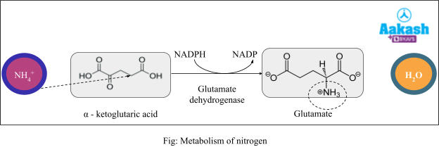 Metabolism of nitROGEN