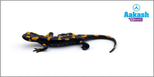 Fig: Salamander 