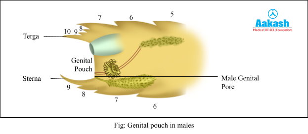 Genital pouch in males