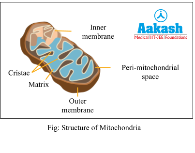 Mitochondria