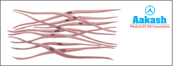 Cardiac Muscle Tissue