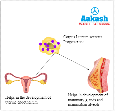 Action of progesterone