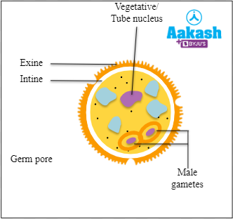 Fig: Male gametes