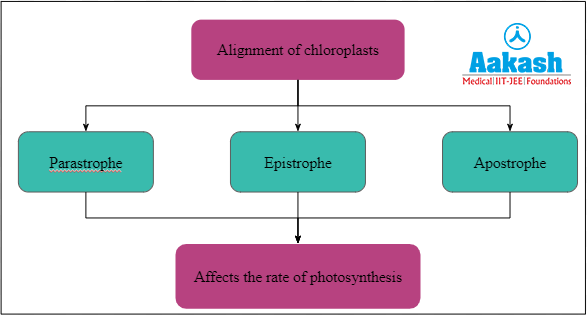 Types of chlorophyll alignments in leaves