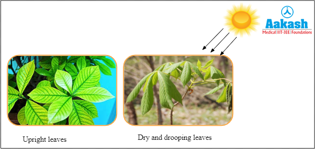 Orientation of leaves and photosynthesis