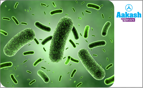 Fig: Mycobacterium tuberculosis