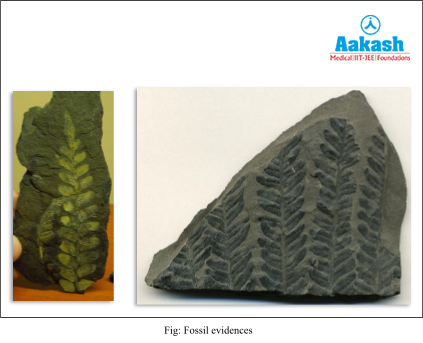 Fossil evidences