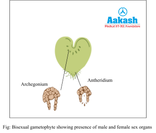 Bisexual gametophyte showing presence of male and female sex organs
