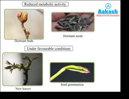 dormancy i higher plants Diagram