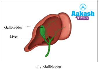 gallbladder