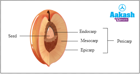 Fig: Seed