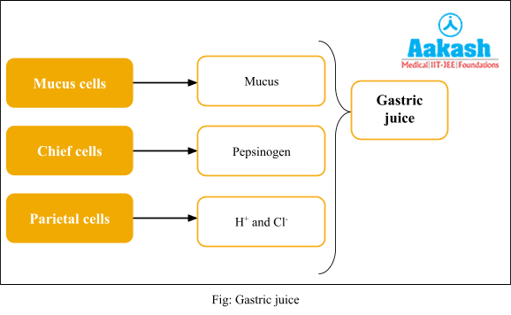 Gastric Juice