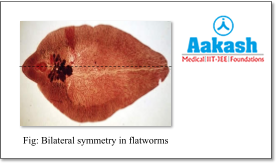 bilaterally symmetrical in Flatworms