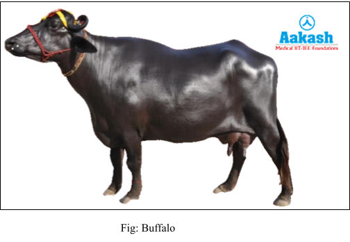 Buffalo