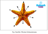 Starfish- Phylum Echinodermata