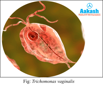 Trichomonas Vaginalis