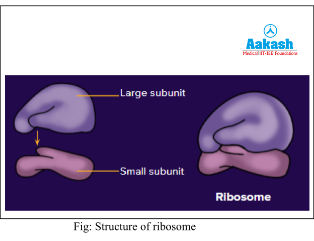Ribosomes