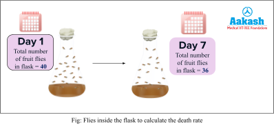 Flies inside the flask to calculate the death rate
