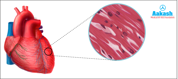 Skeletal Muscle Tissue