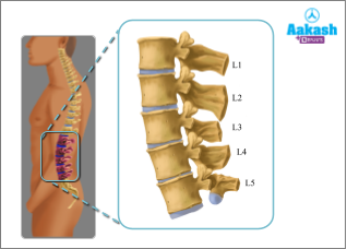 Lumbar vertebrae