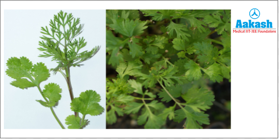  Developmental heterophylly in coriander