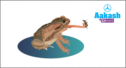 Fig: Bufo melanostictus