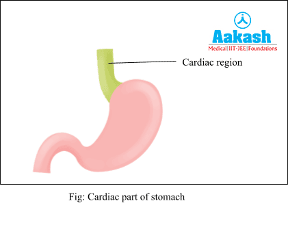Cardiac Part of Stomach
